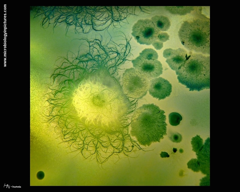 paenibacillus