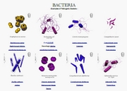 bacteria link pdf