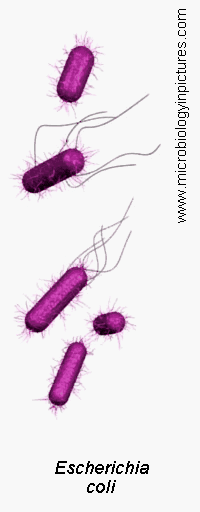 e.coli animated