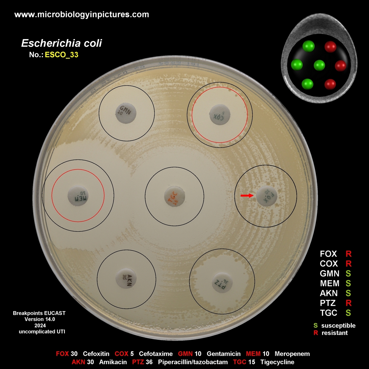 E.coli No.33; AmpC constitutive E.coli constitutive AmpC