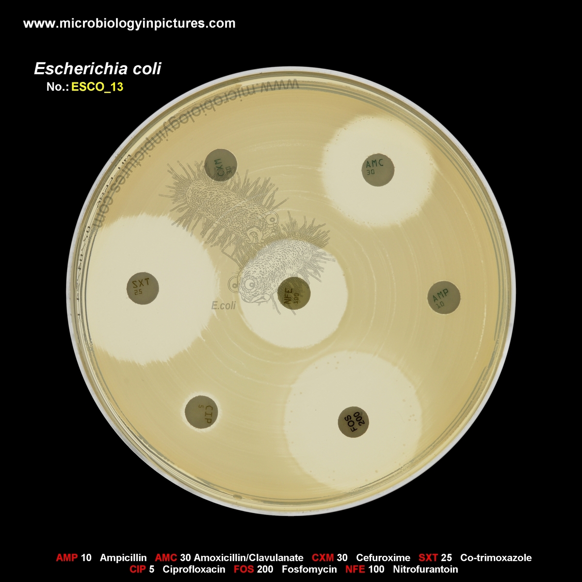 E.coli No.13 E.coli ESBL +