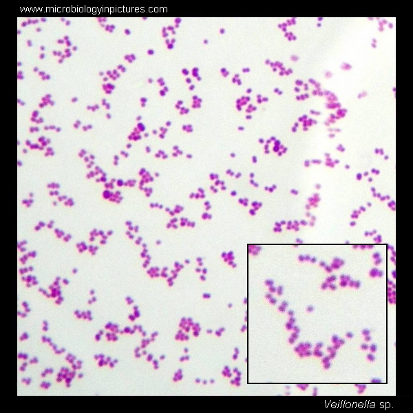 veillonella gram stain, morphology