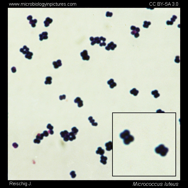 micrococcus luteus gram stain