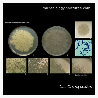 bacillus mycoides