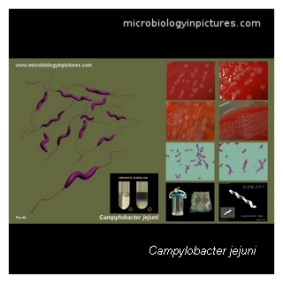 campylobacter jejuni