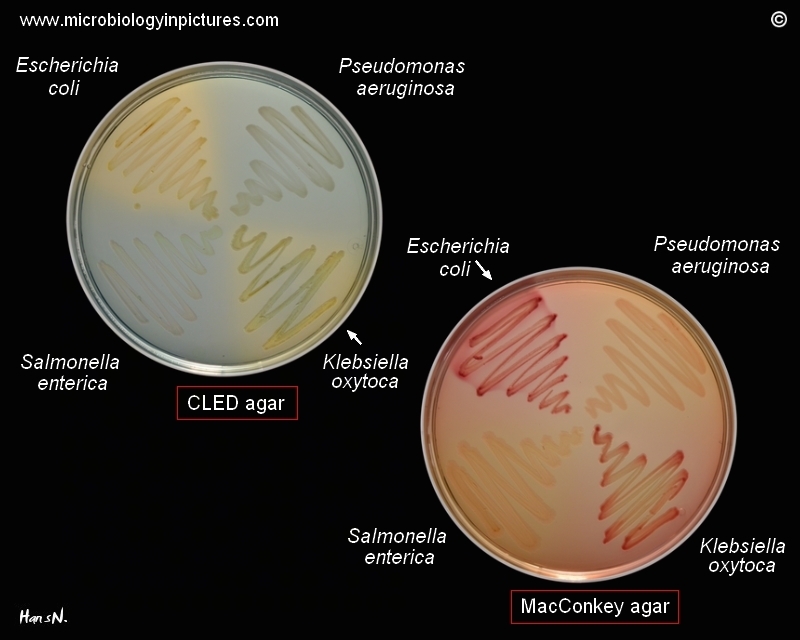 macconkey agar salmonella