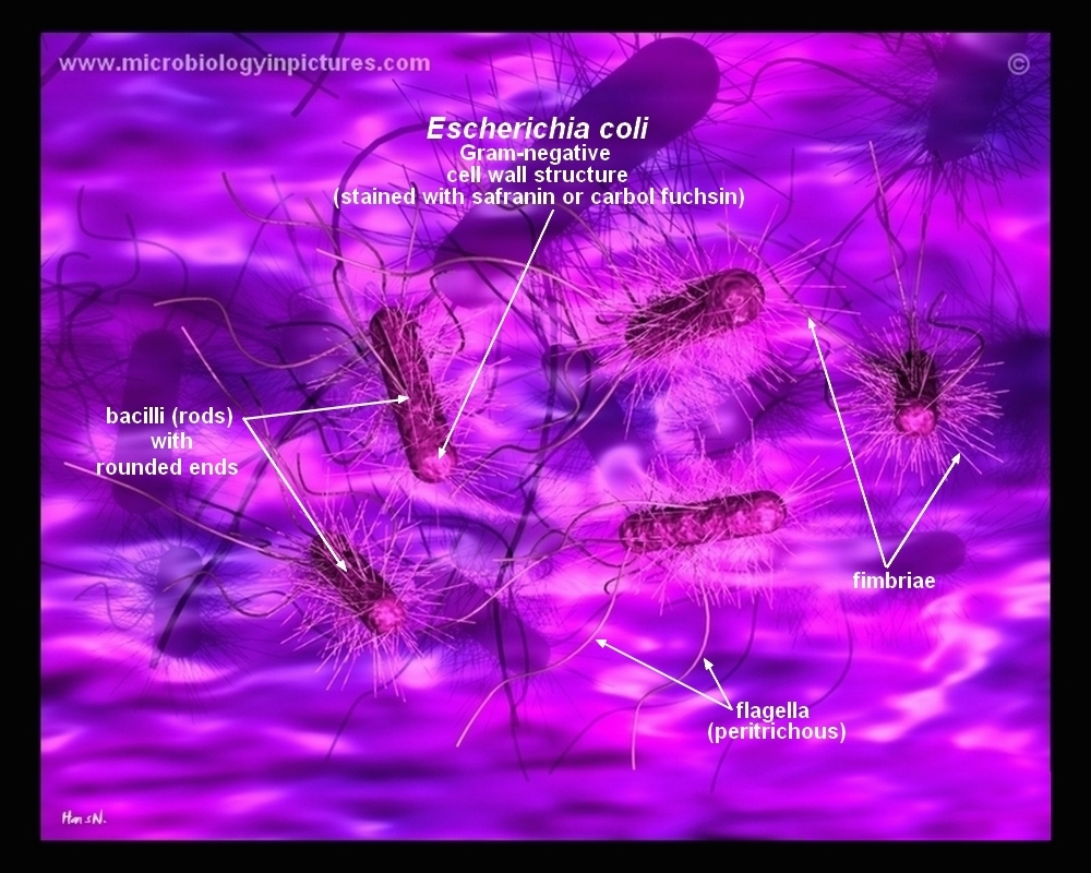 How E Coli Bacteria Look Like