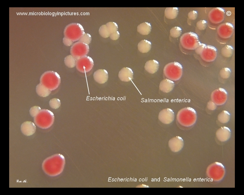 macconkey agar salmonella