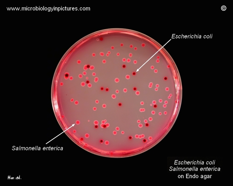E.coli, Salmonella