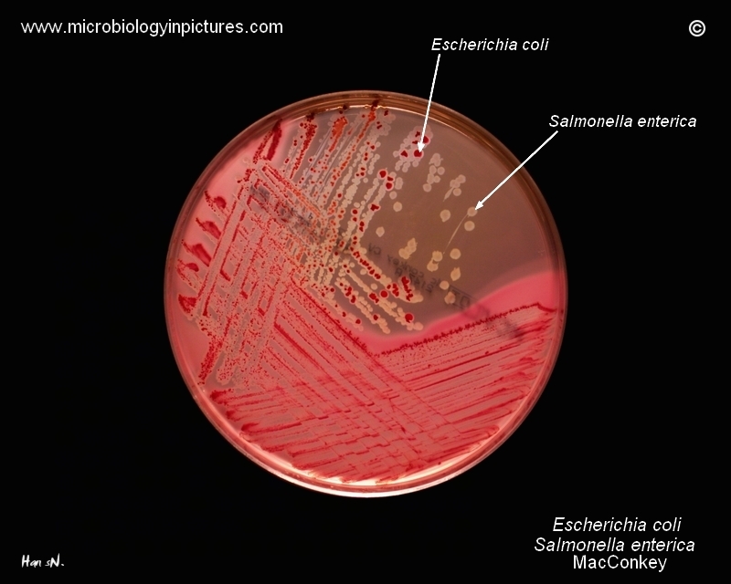 macconkey agar salmonella