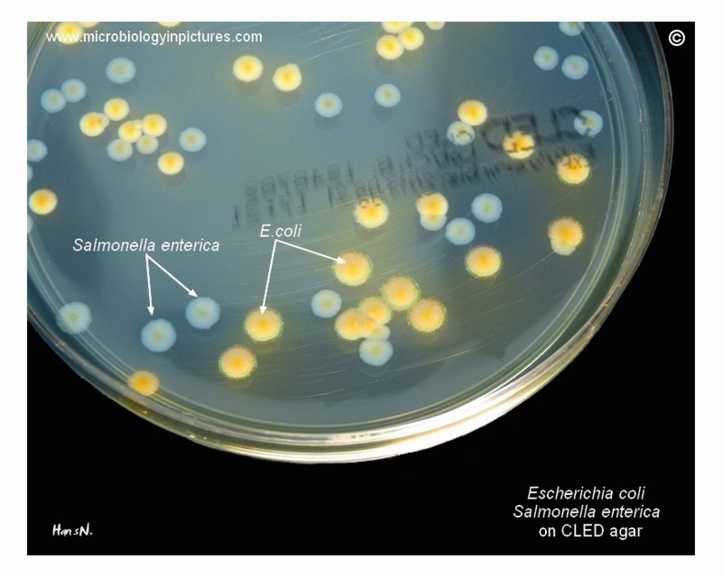 growth of bacteria CLED agar
