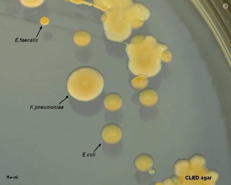 Klebsiella pneumoniae, E.faecalis, E.coli on CLED