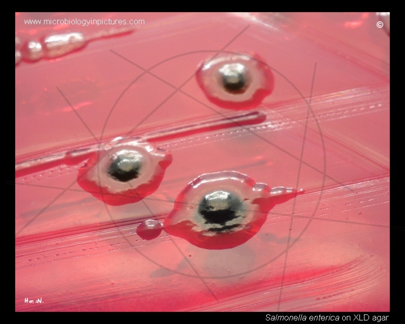 salmonella colonies on xylose, lysine deoxycholate agar