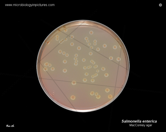 macconkey agar salmonella