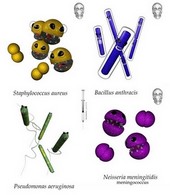 funny bacteria