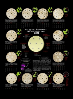 microbiology bacteria antibiotic resistance calendar 2024