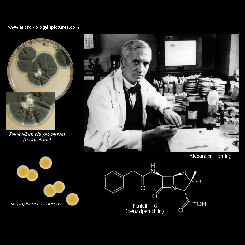 Alexander Fleming and penicillin
