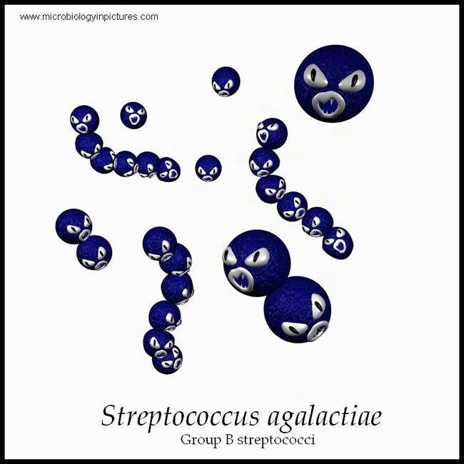 Group B Streptoccocus 38