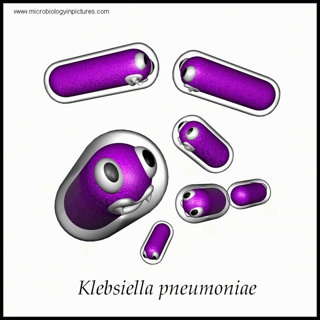 klebsiella pneumoniae illustration