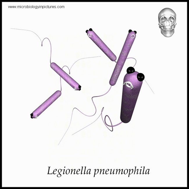 l.pneumophila