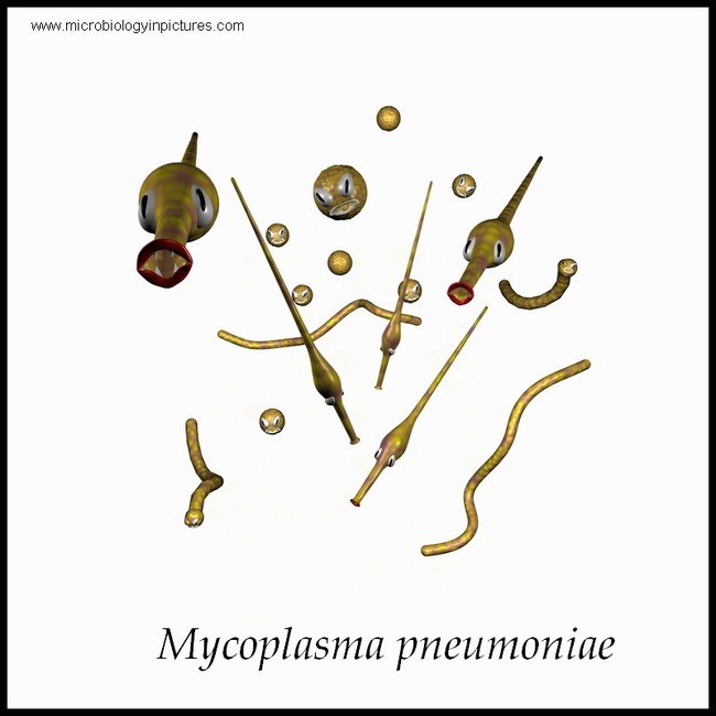 mycoplasma pneumoniae illustration
