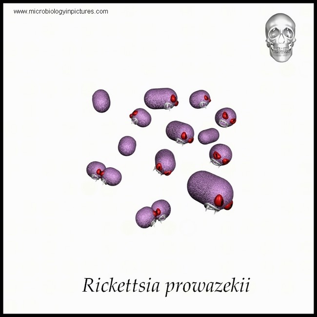 rickettsia cartoon