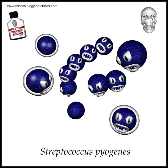 streptococcus pyogenes
