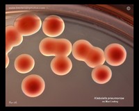 klebsiella colony morphology