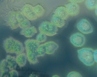 pseudomonas colonies