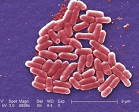e.coli SEM