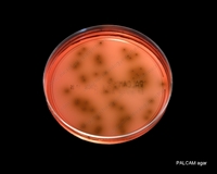 listeria growing on PALCAM