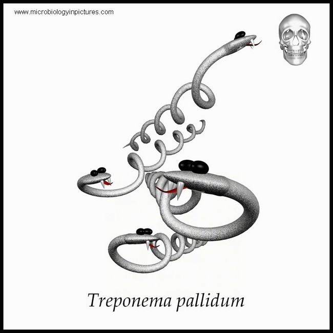 Treponema pallidum в рмп