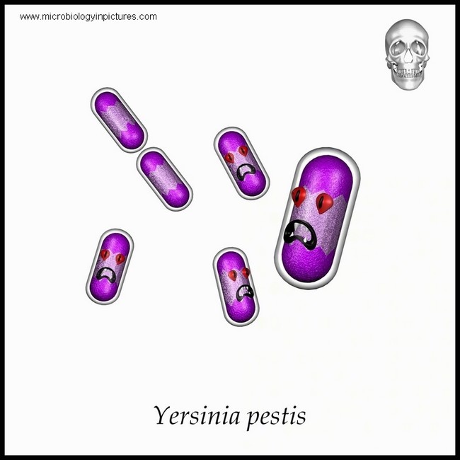 yersinia pestis