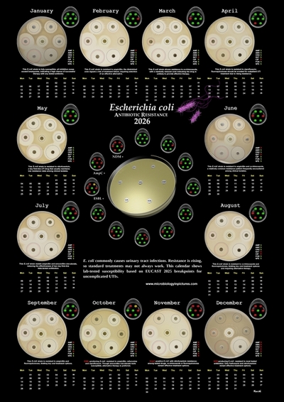 E. coli Antibiotic Resistance Calendar 2026 calendar antibiotic resistance in E.coli 2026