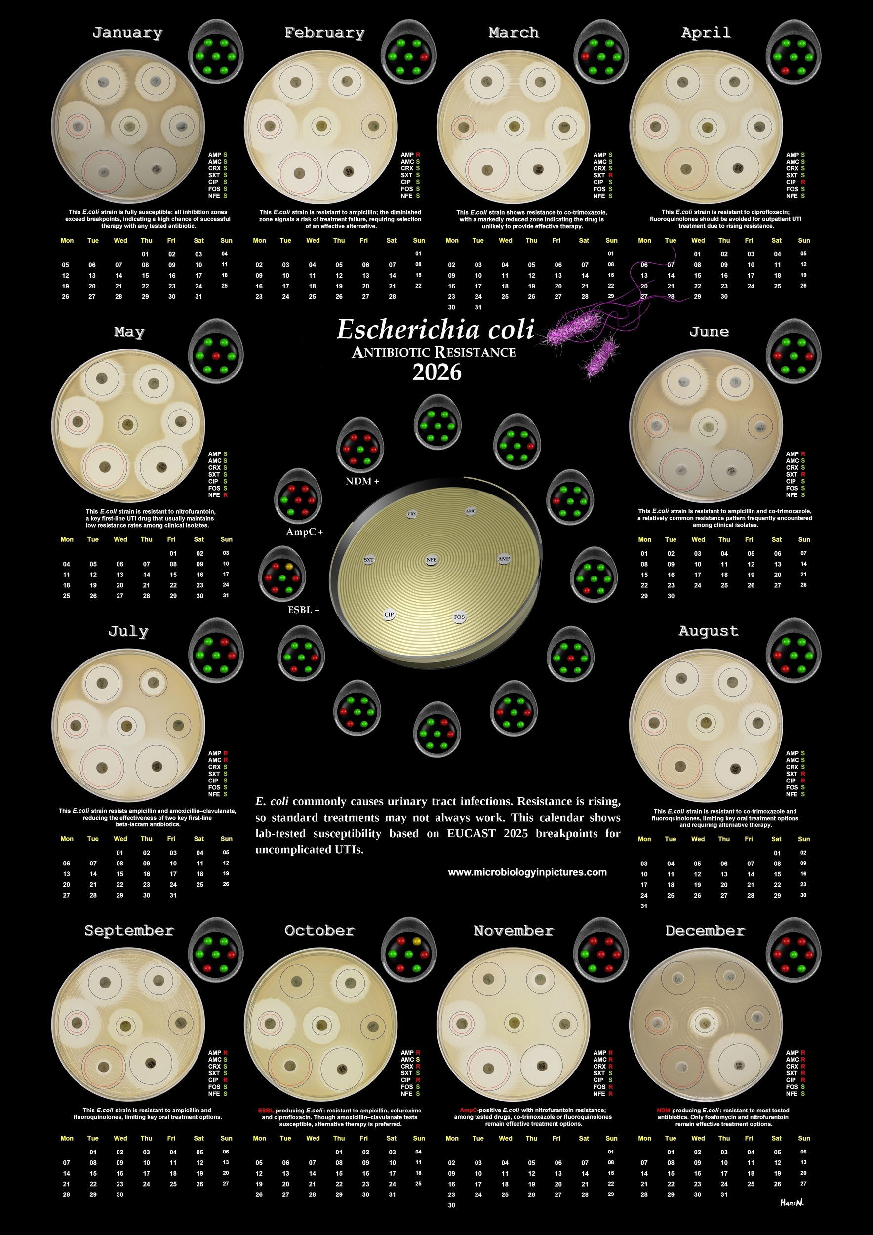 calendar antibiotic resistance of E.coli 2026