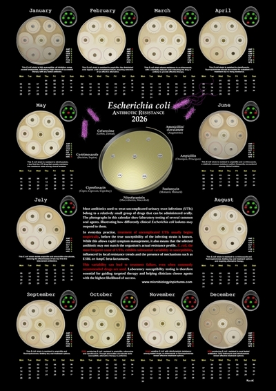 Antibiotics for E.coli treatment calendar variability of antibiotic resistance in Escherichia coli 2026