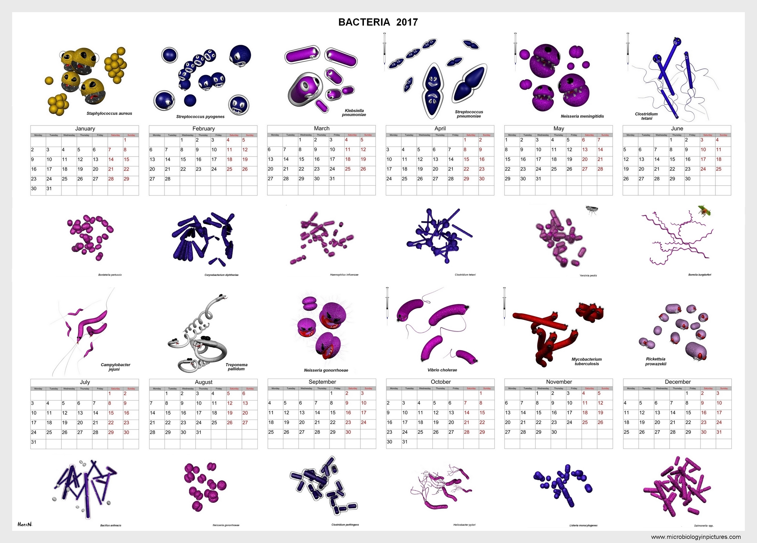 bacteria calendar 2017