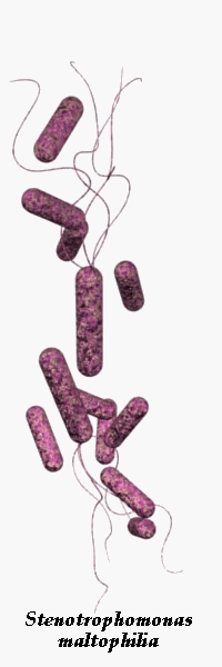 Motile Gram-negative rods S. maltophilia