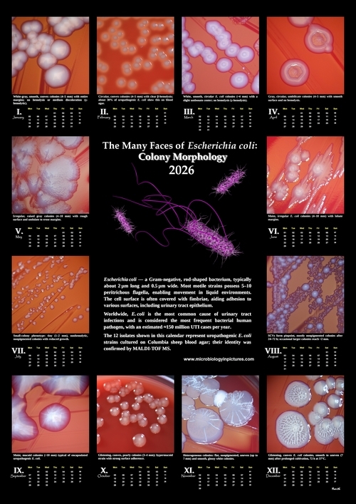 The Many Faces of E.coli: Colony Morphology – 2026 Calendar calendar colony morphology of E.coli 2026