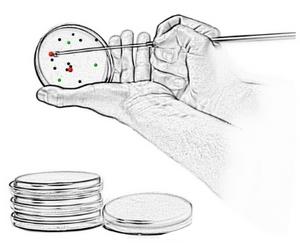 isolation of microbes from solid cultivation media