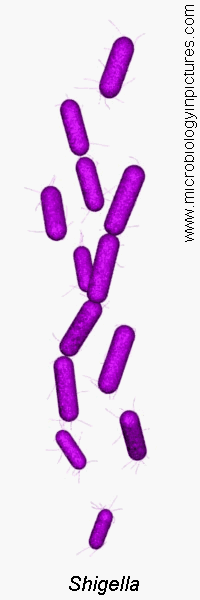 shigella