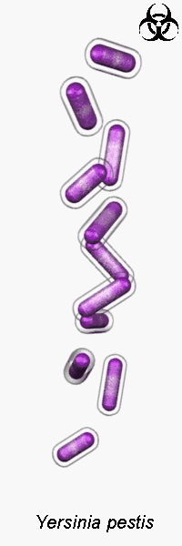 yersinia pestis moving pictures