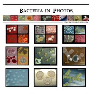 bacteria in photos
