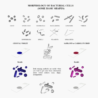 morphology of bacterial cells, Gram stain