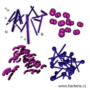 www.bacteria.cz