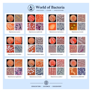worldofbacteria.org
