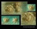 mycobacterium tuberculosis colony morphology on L-Jensen medium