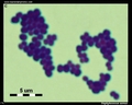 cocci in grape-like clusters