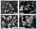 bacterial biofilm formed by s.aureus SEM