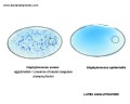 detection of the bound coagulase